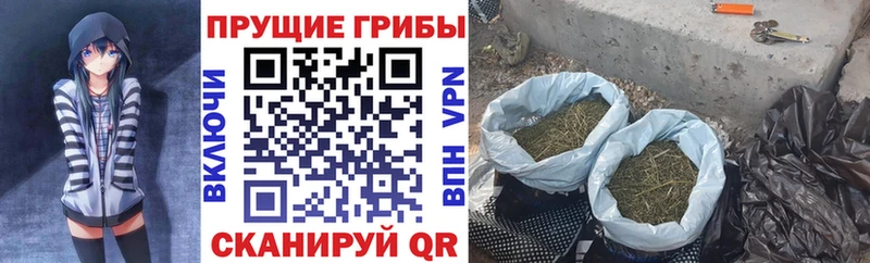 Галлюциногенные грибы Psilocybine cubensis купить наркотики сайты Котово